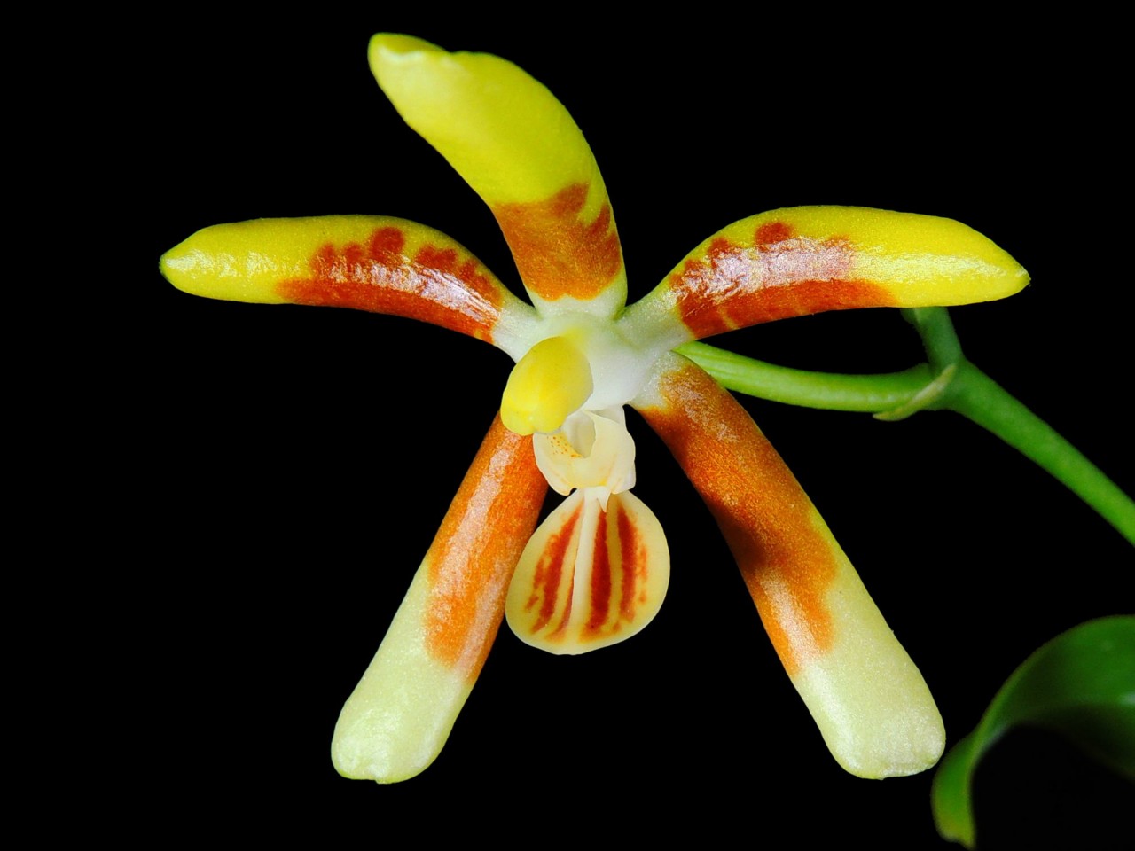 Phalaenopsis kunstleri