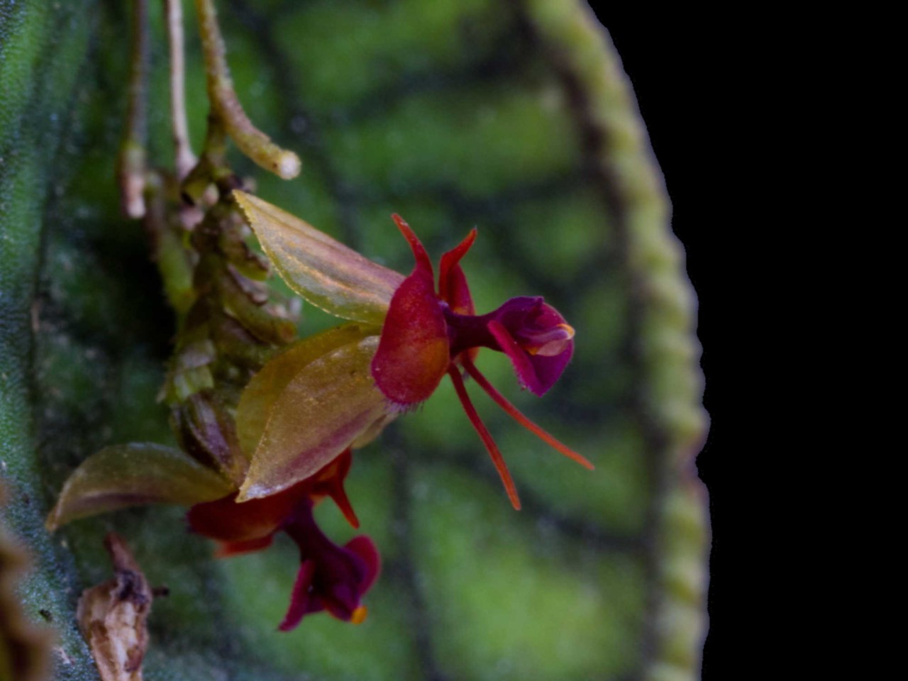 Lepanthes tentaculata