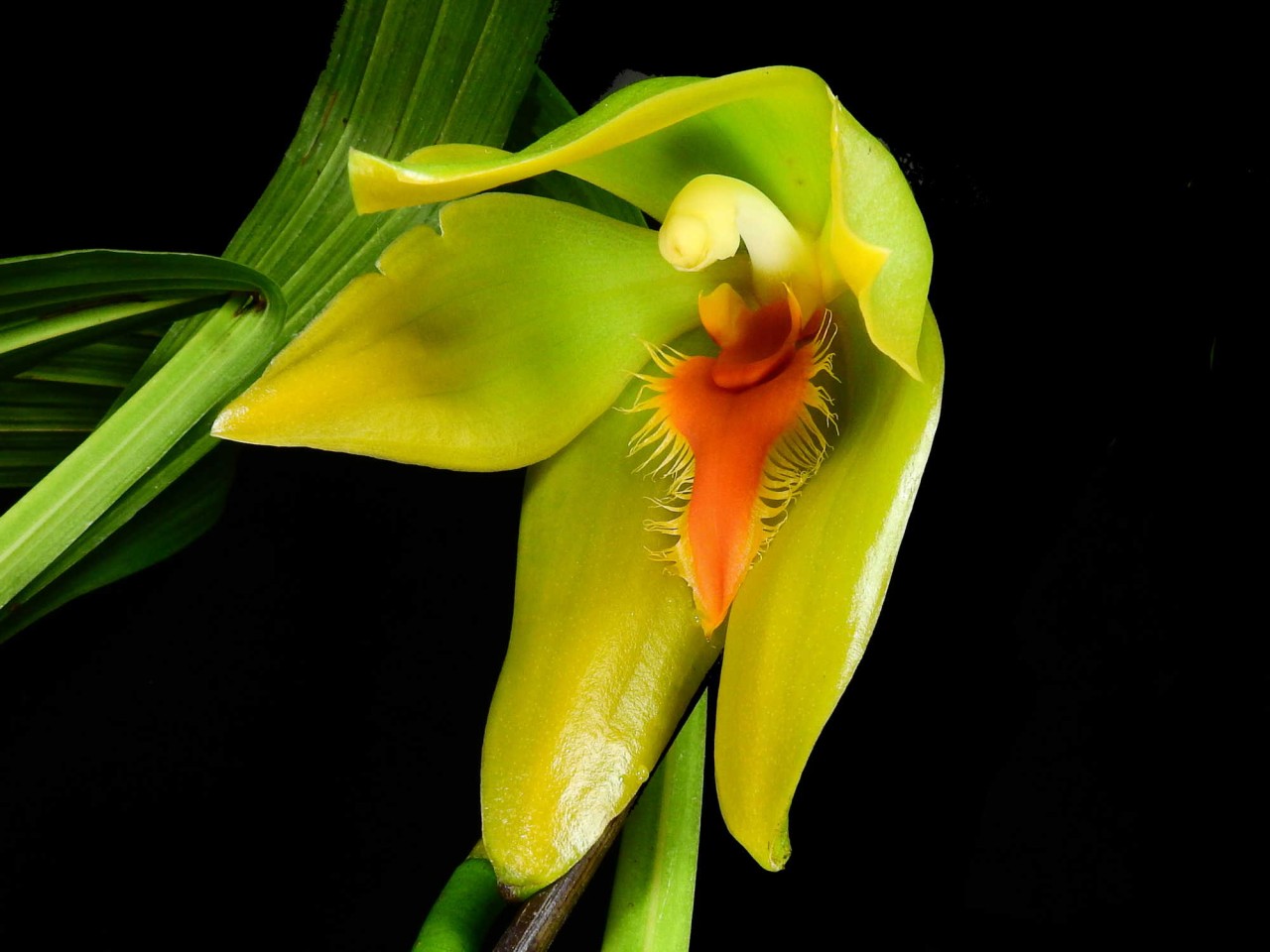 Lycaste priscilae