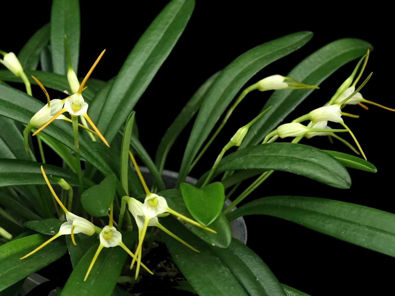 Masdevallia attenuata