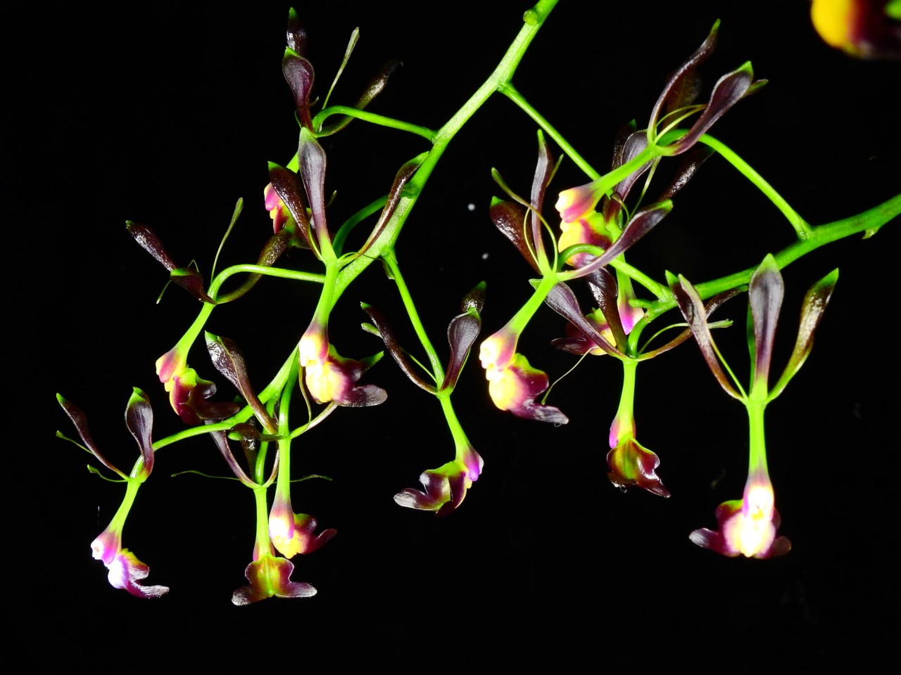 Epidendrum melanoporphyreum OP