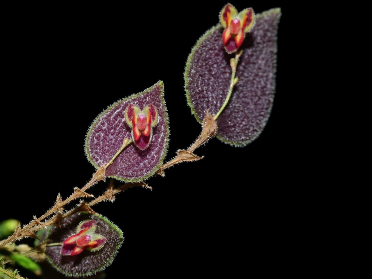 Lepanthes aculeata