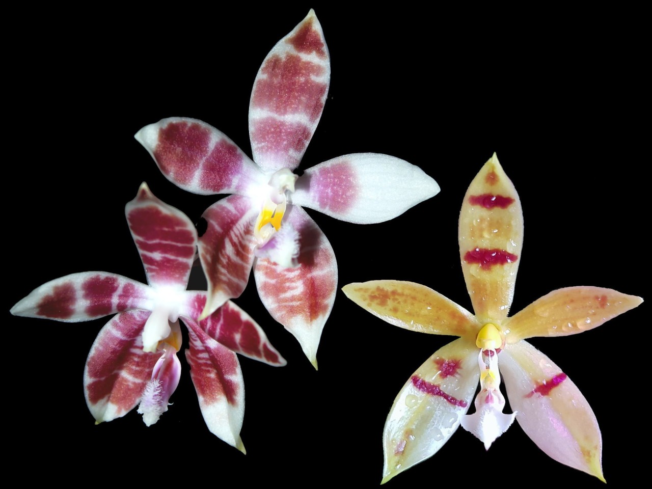 Phal. (speciosa x amboinensis) x Pingtung Special Ruby OP