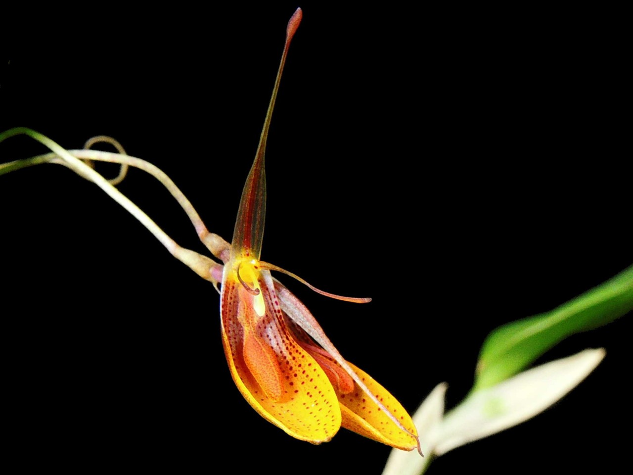 Restrepia mohrii (30th anniversary)