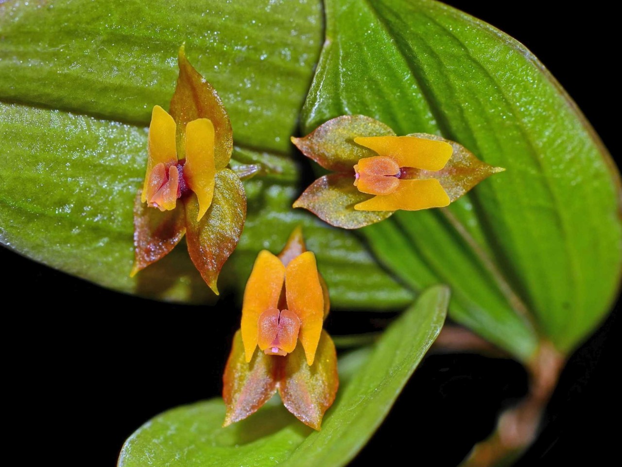 Lepanthes eciliata