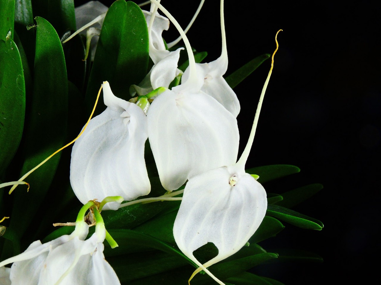 Masdevallia tovarensis