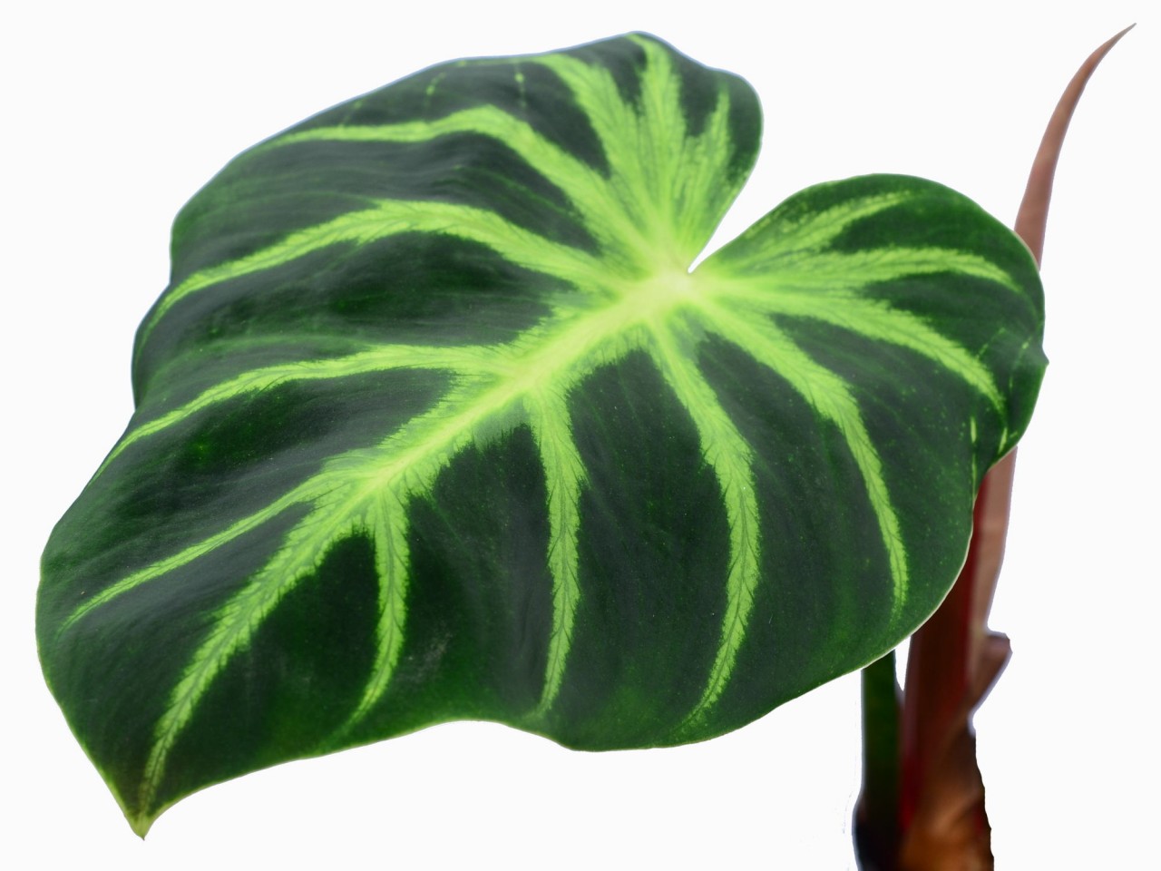 Philodendron luxurians