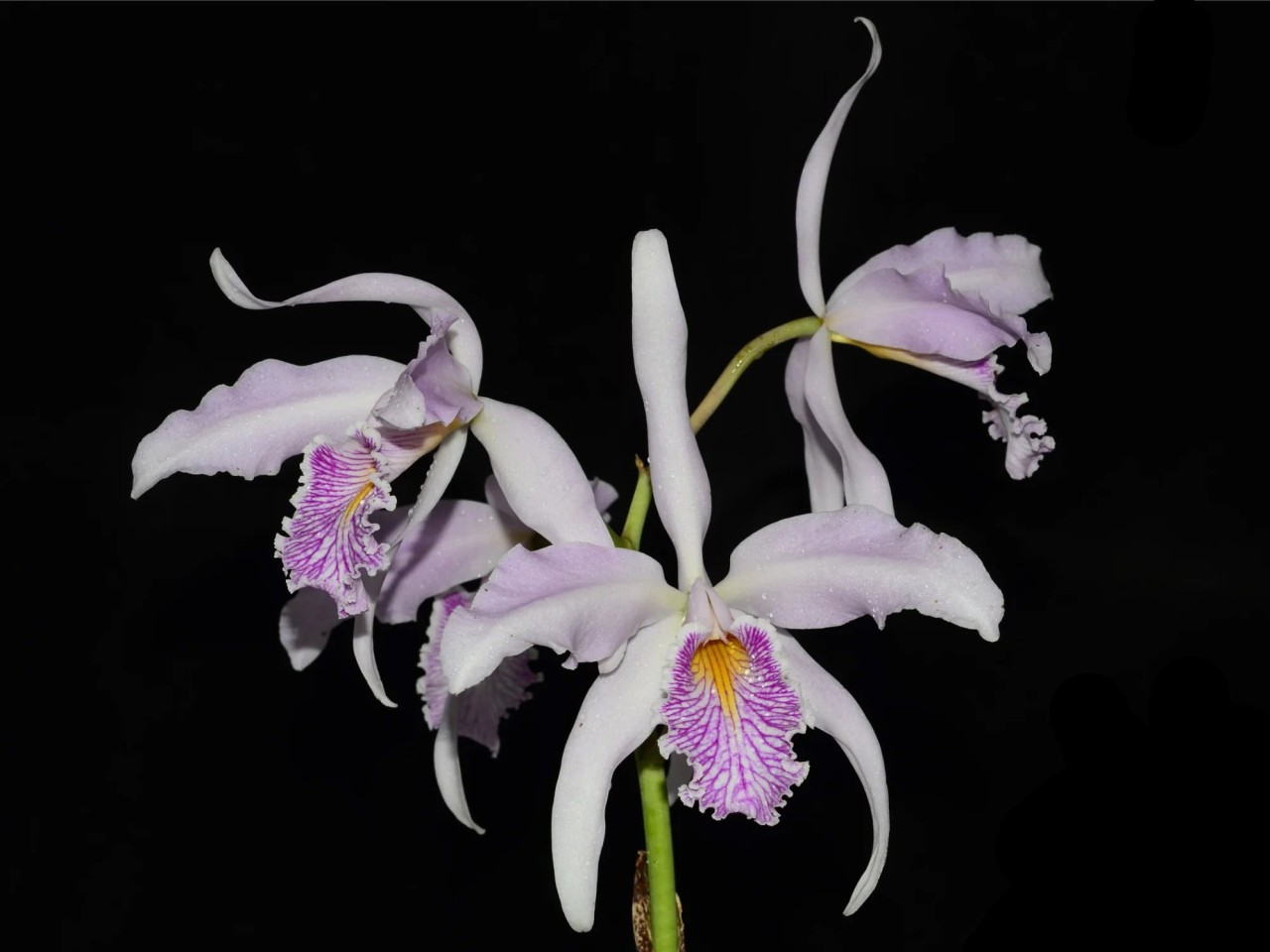 Cattleya maxima 'Clarita'