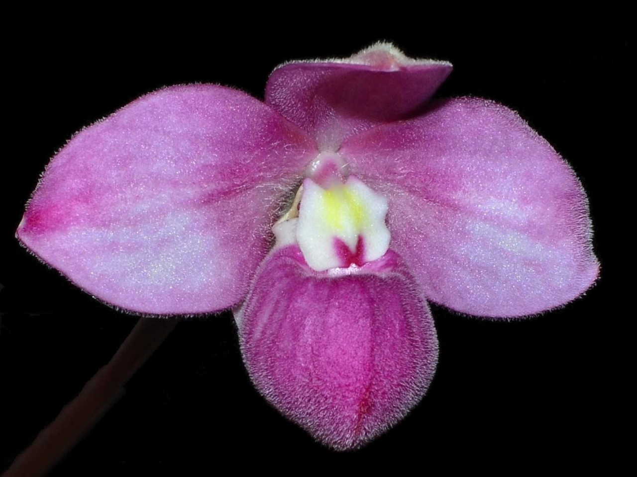 Phragmipedium schlimii