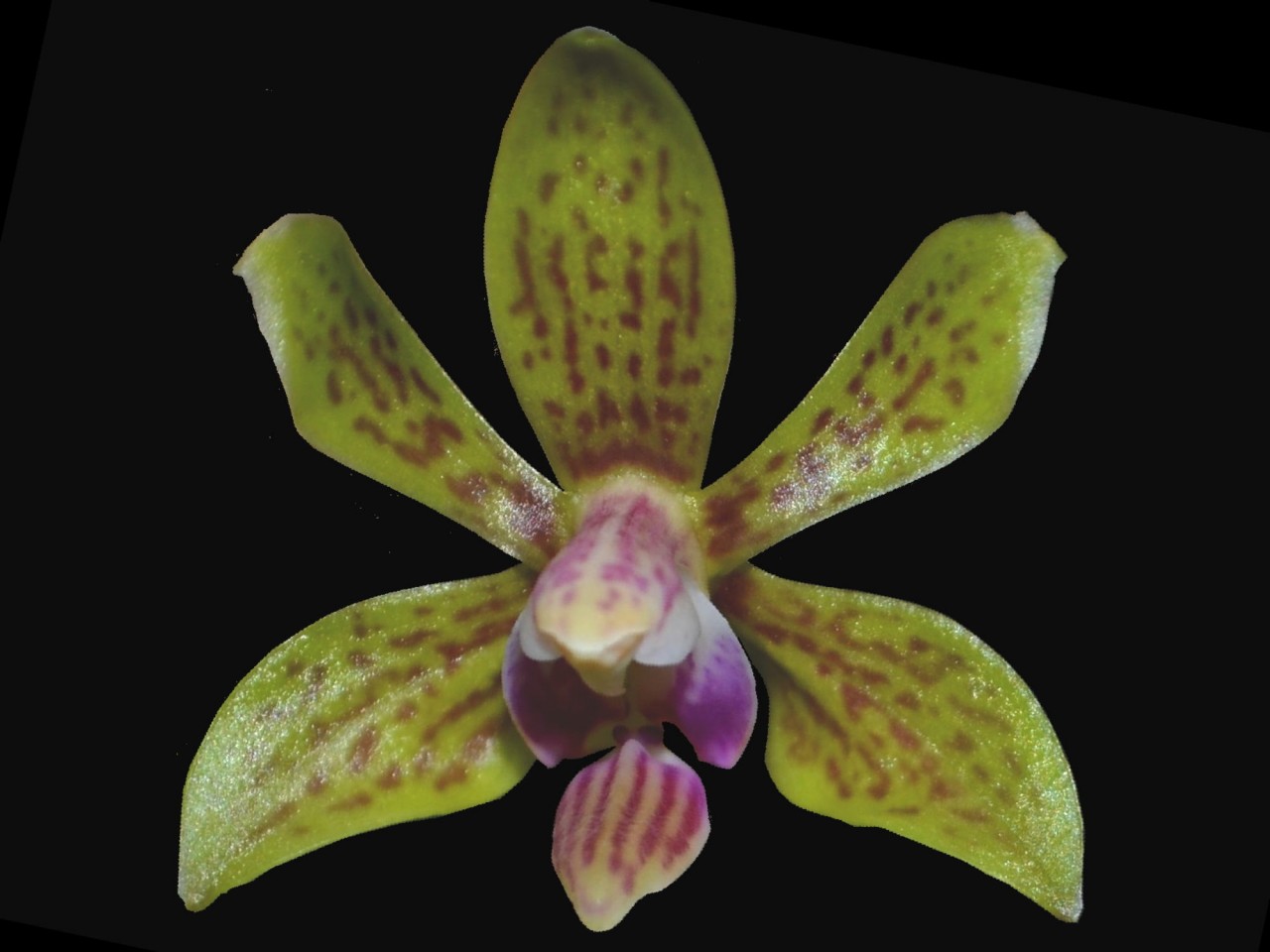 Phal. Stromini