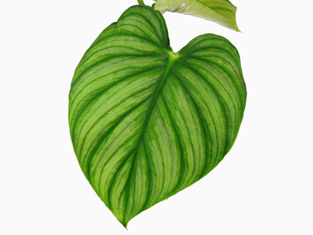 Philodendron plowmanii 'Citrus'