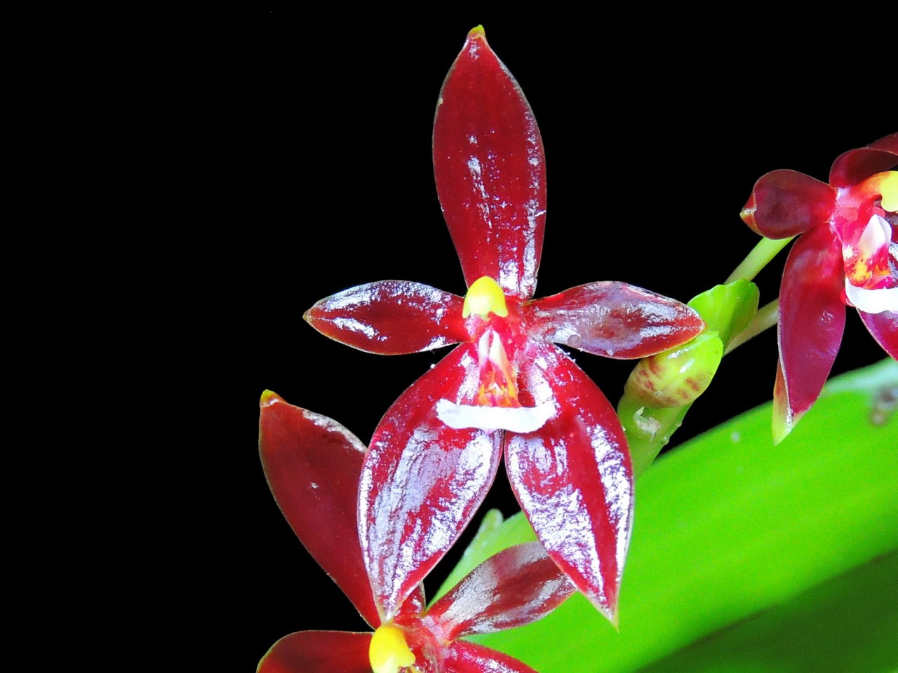 Phalaenopsis cornu-cervi var. Chattaladae