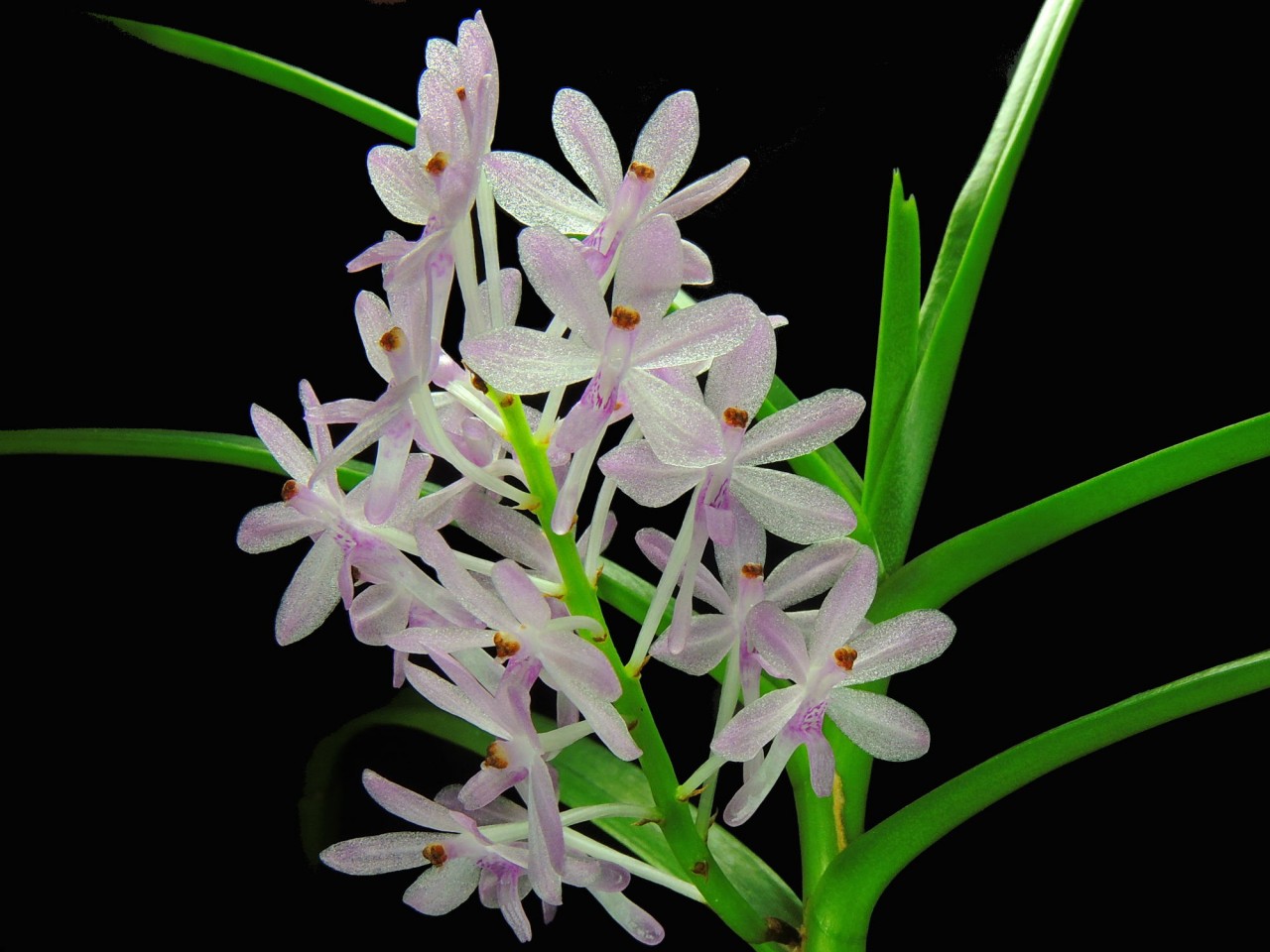 Ascocentrum christensonianum OP