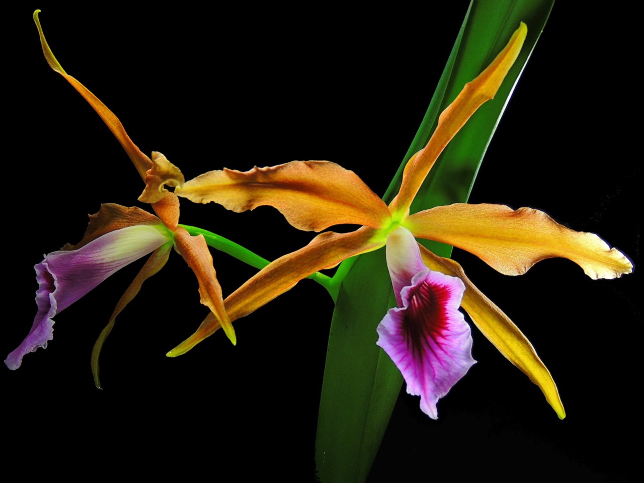 Laelia tenebrosa OP