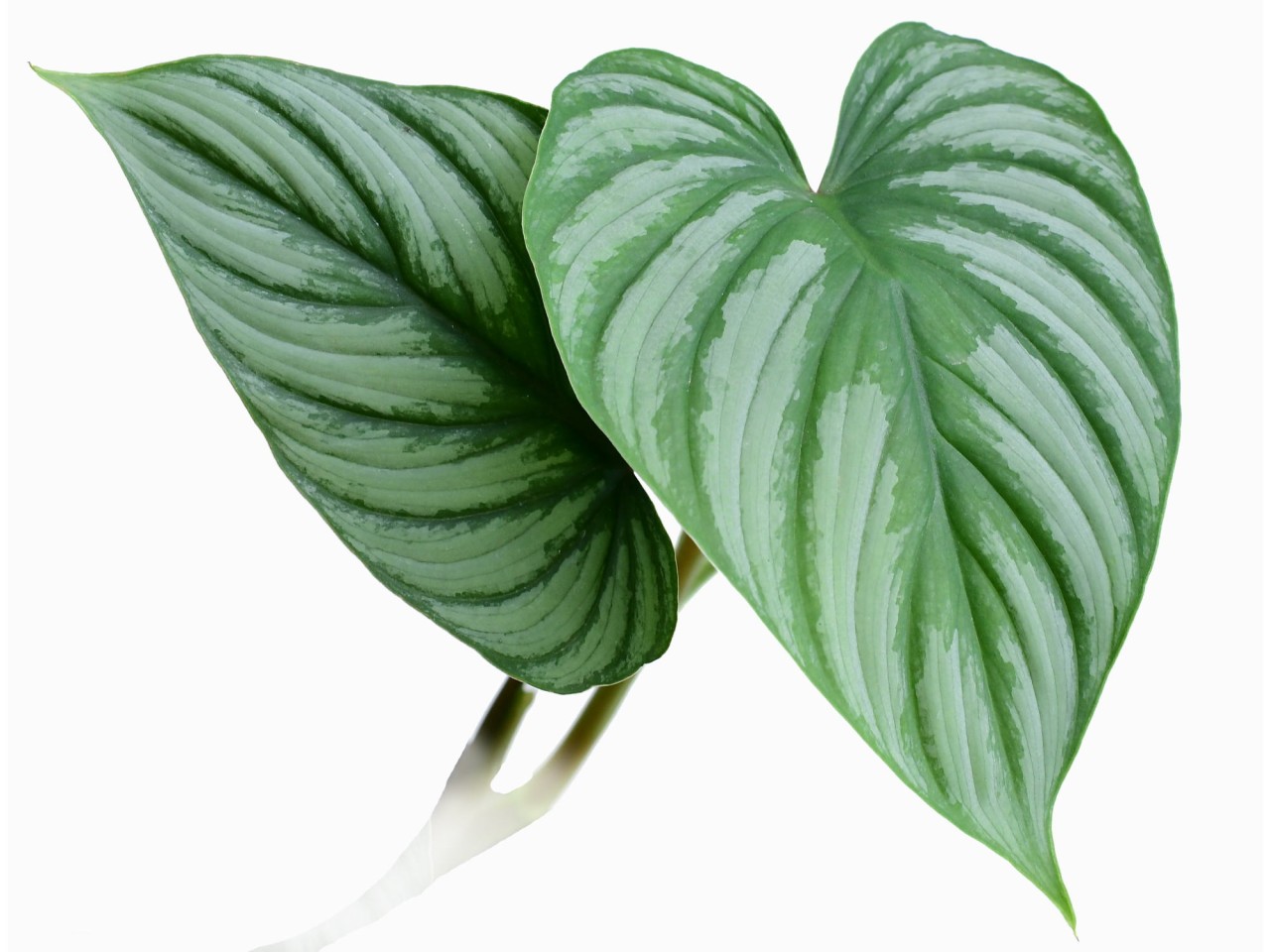 Philodendron mamei 'Silver'