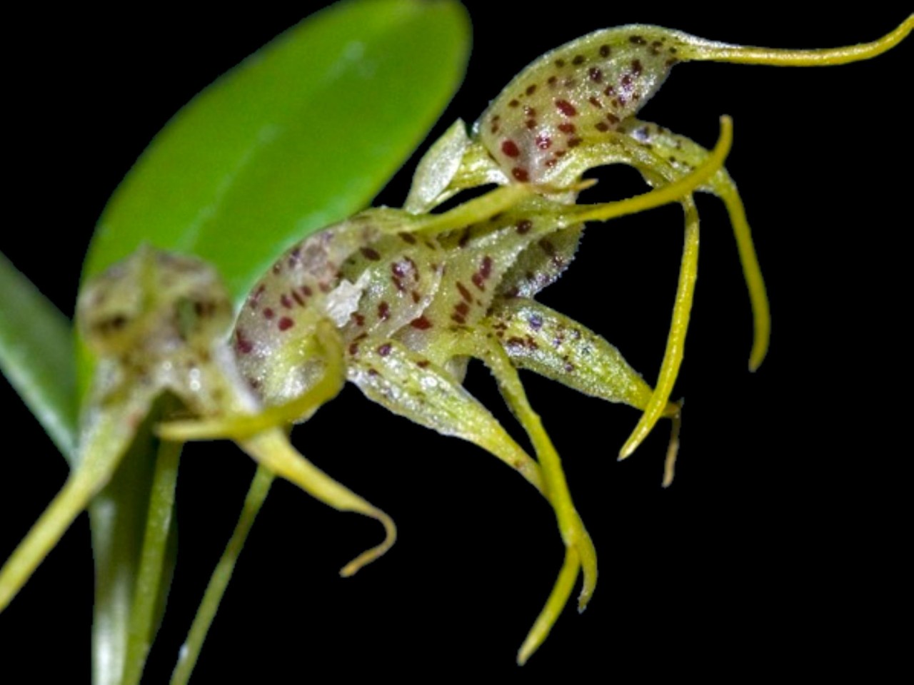 Masdevallia anceps