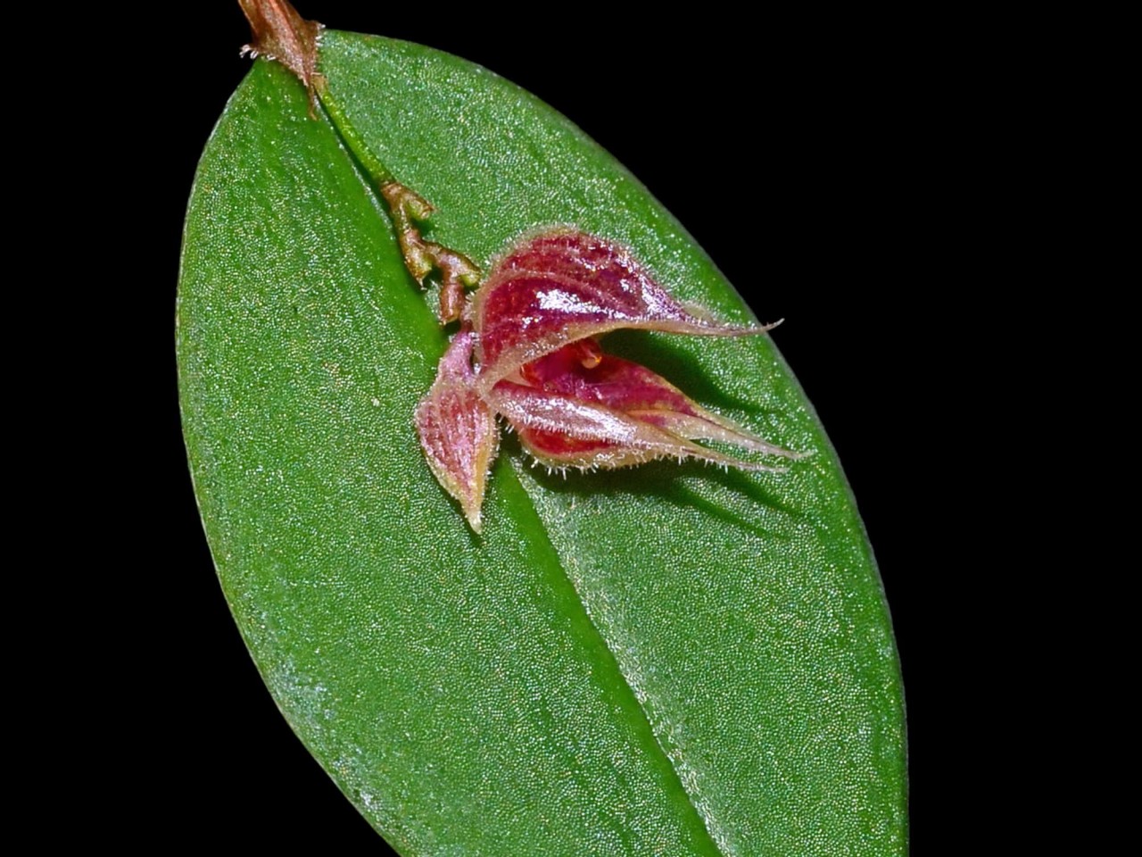 Lepanthes pelvis