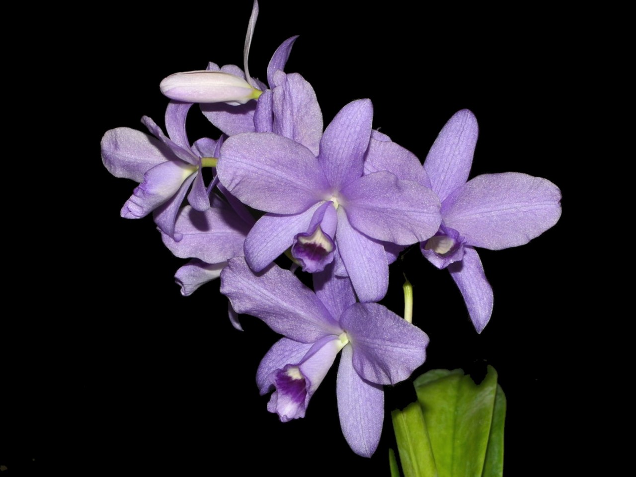 Cattleya bowringiana var. coerulea