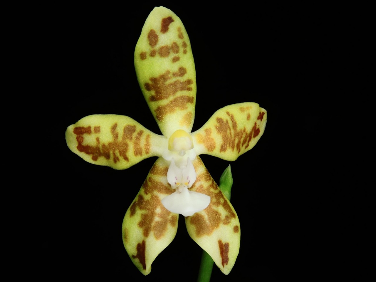 Phalaenopsis viridis