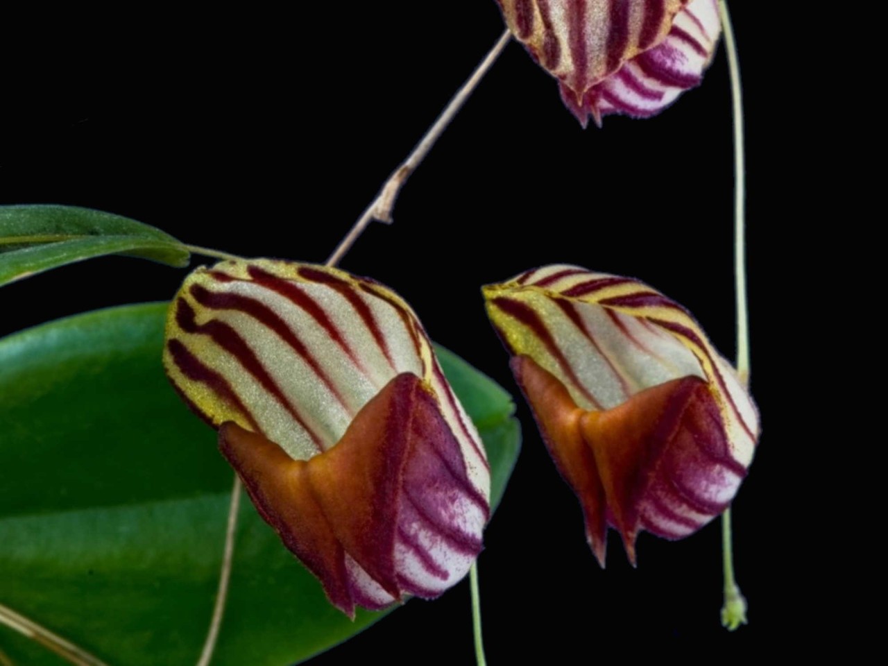 Lepanthes caprimulgus