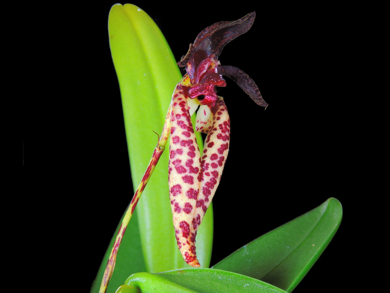 Bulbophyllum lasiochilum