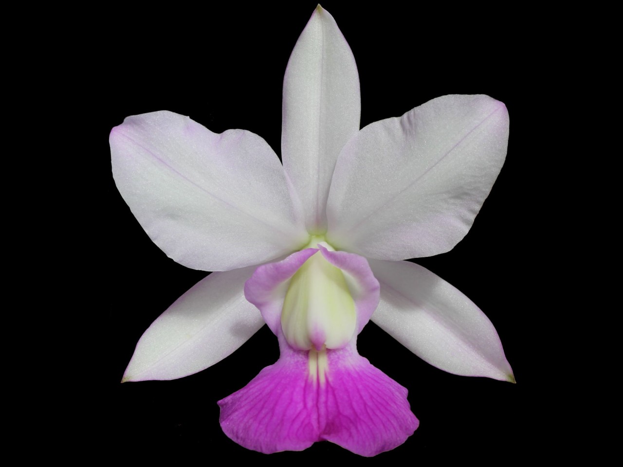 Cattleya walkeriana var. semi-alba