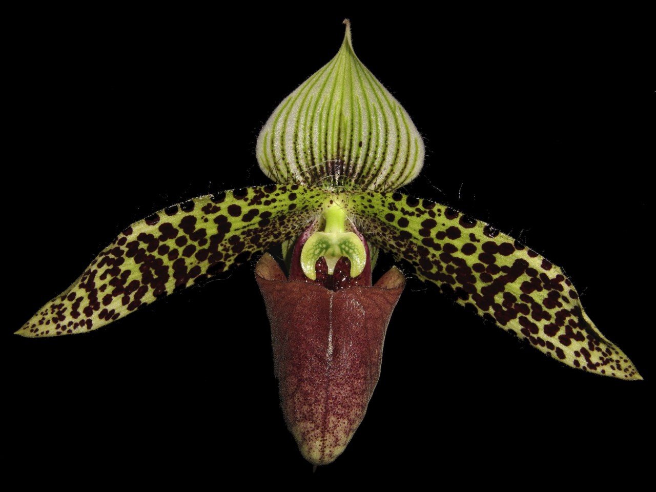 Paphiopedilum sukhakulii OP