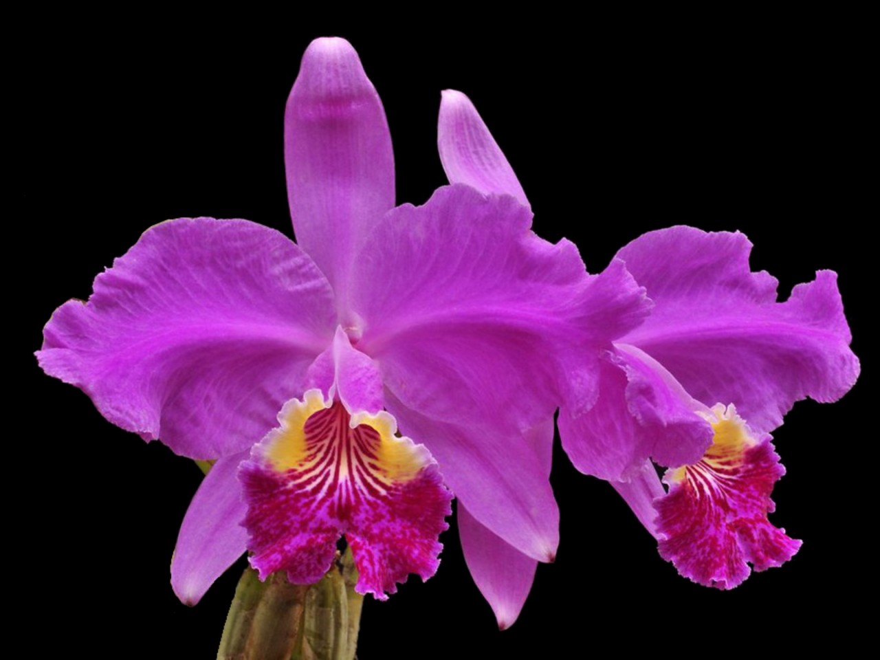 Cattleya lueddemanniana 'Camila'