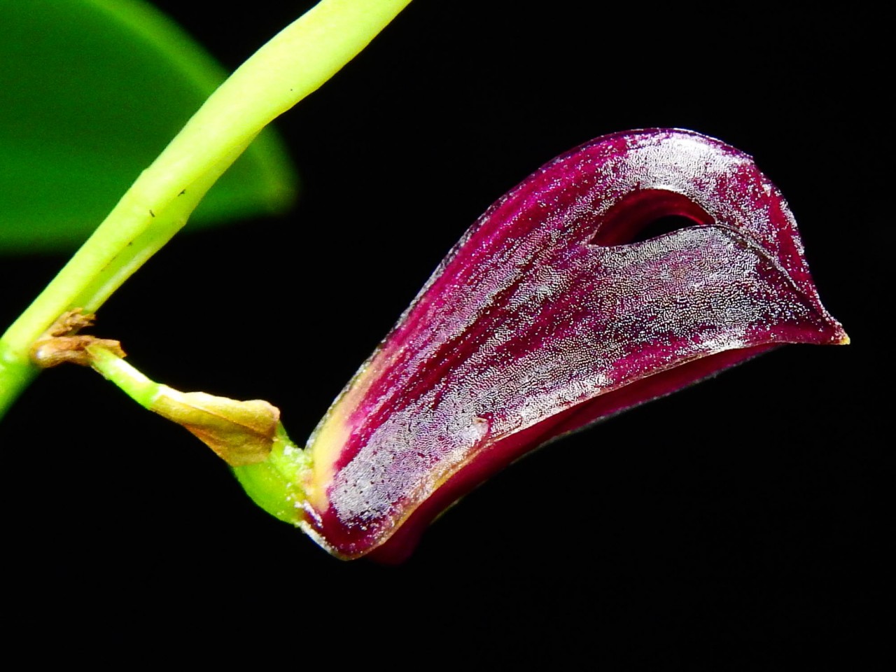 Zootrophion atropurpureum