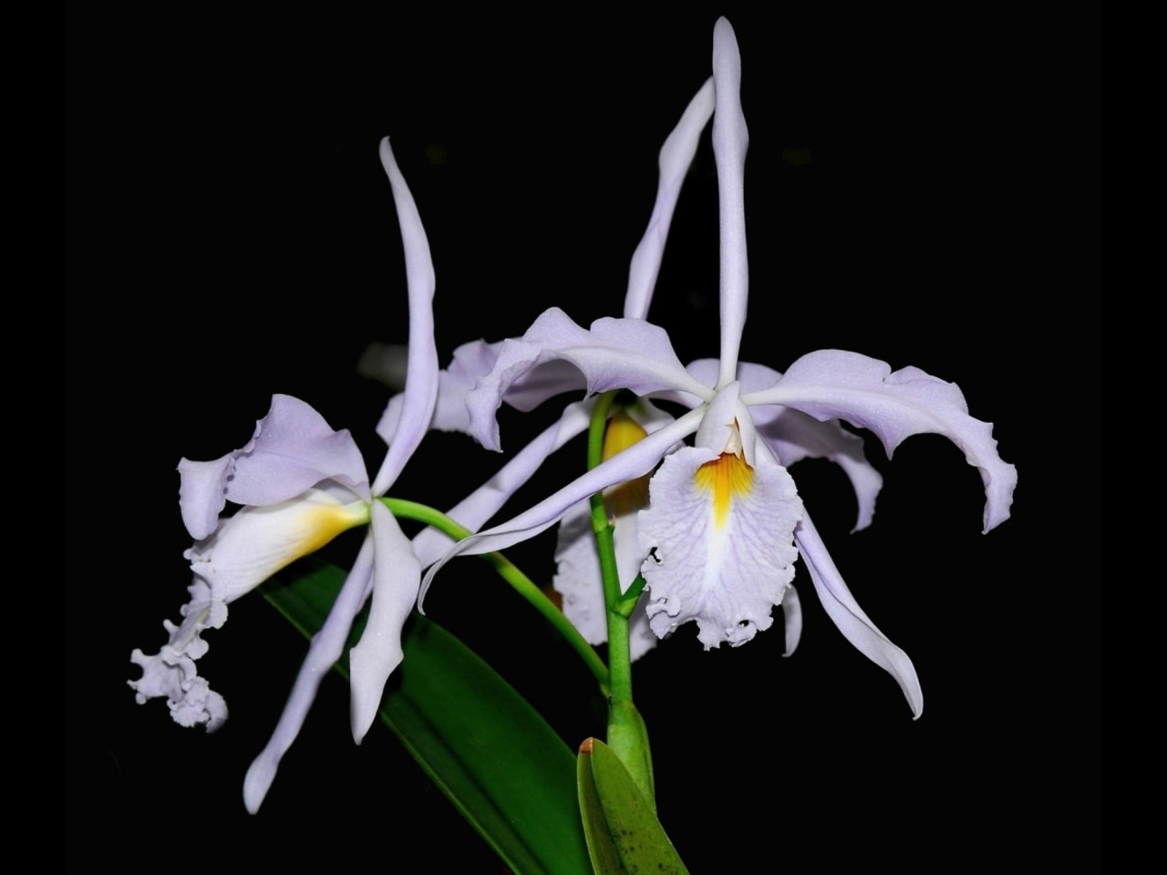 Cattleya maxima 'yellow lip' ('Ingrid x cod 8052 4N')