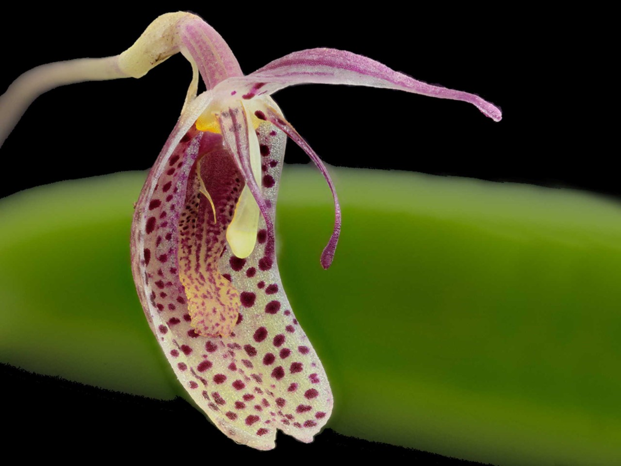 Restrepia howei