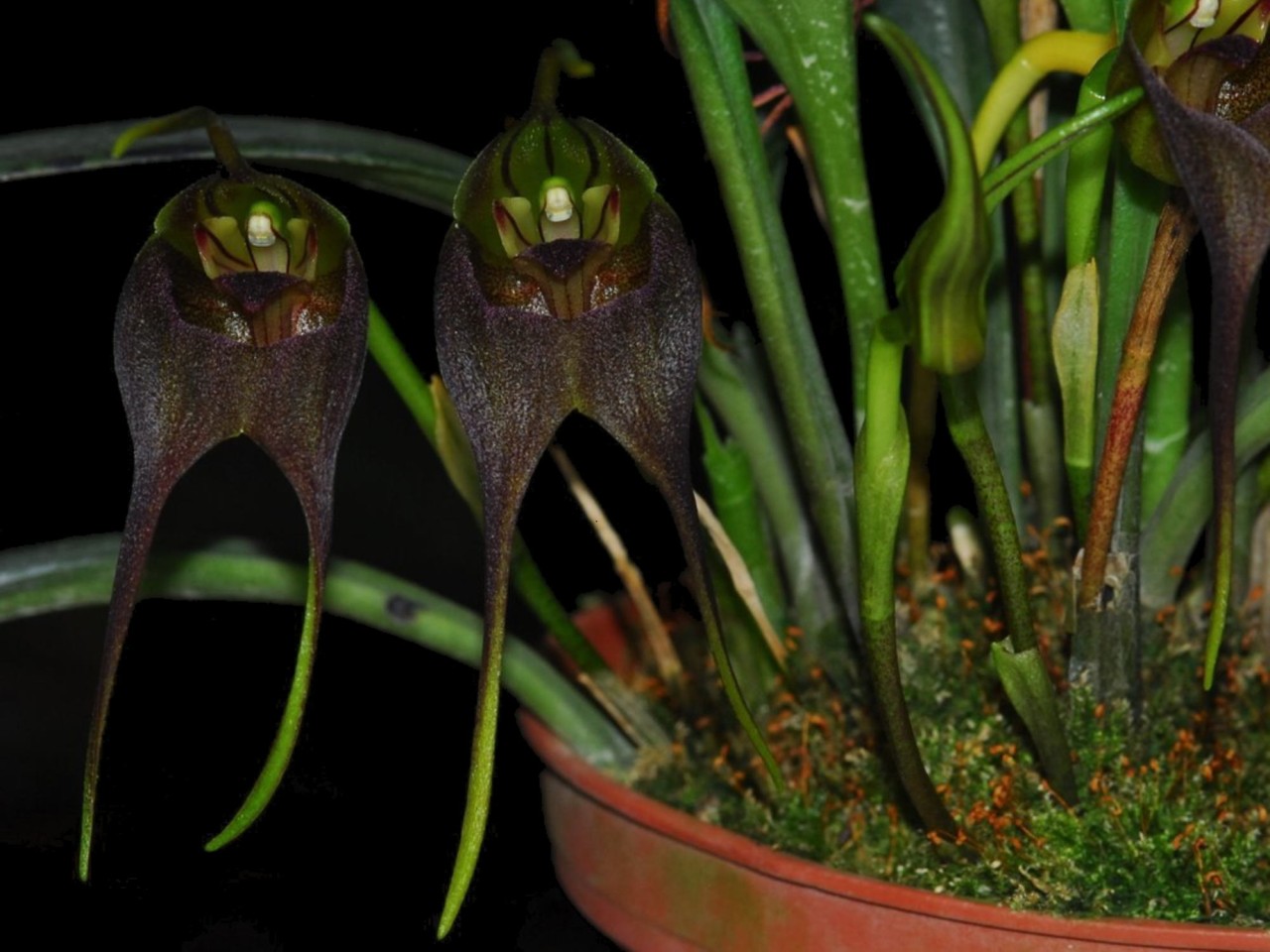 Masdevallia chimboensis