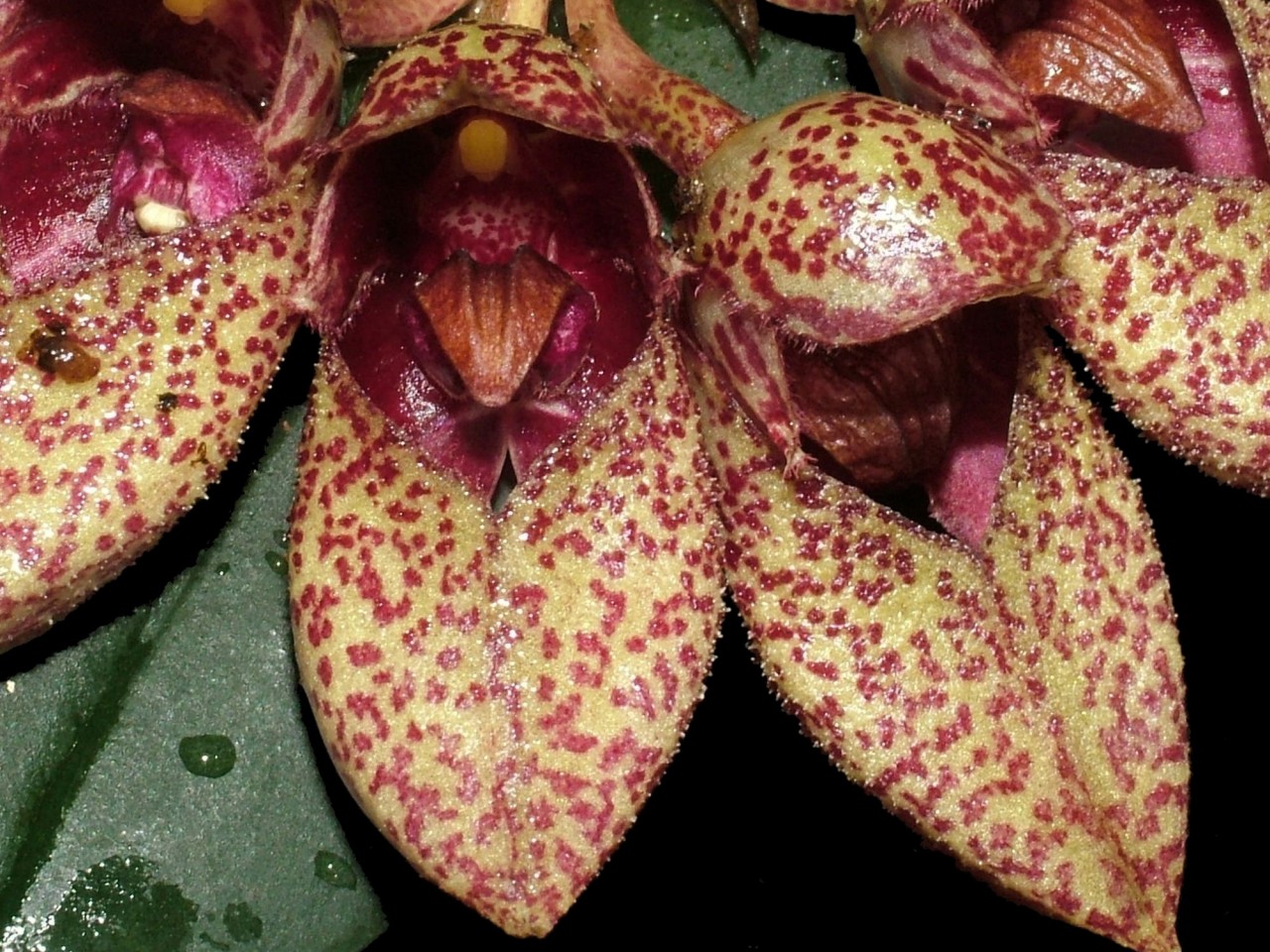 Bulbophyllum frostii