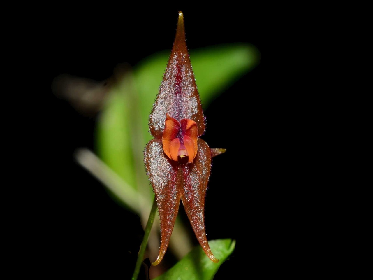 Lepanthes clareae