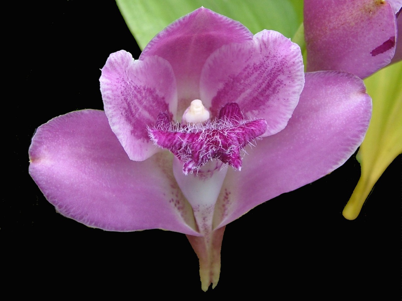 Bifrenaria tyrianthina