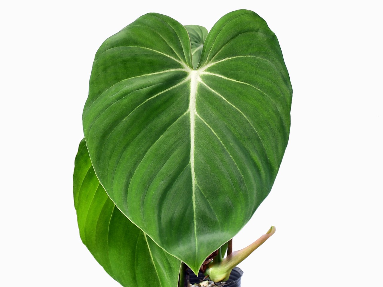 Philodendron gloriosum