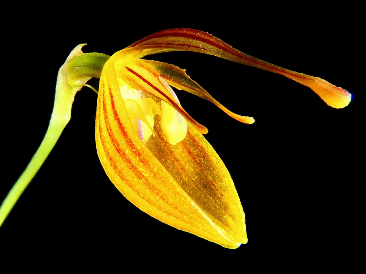 Restrepia nittiorhyncha