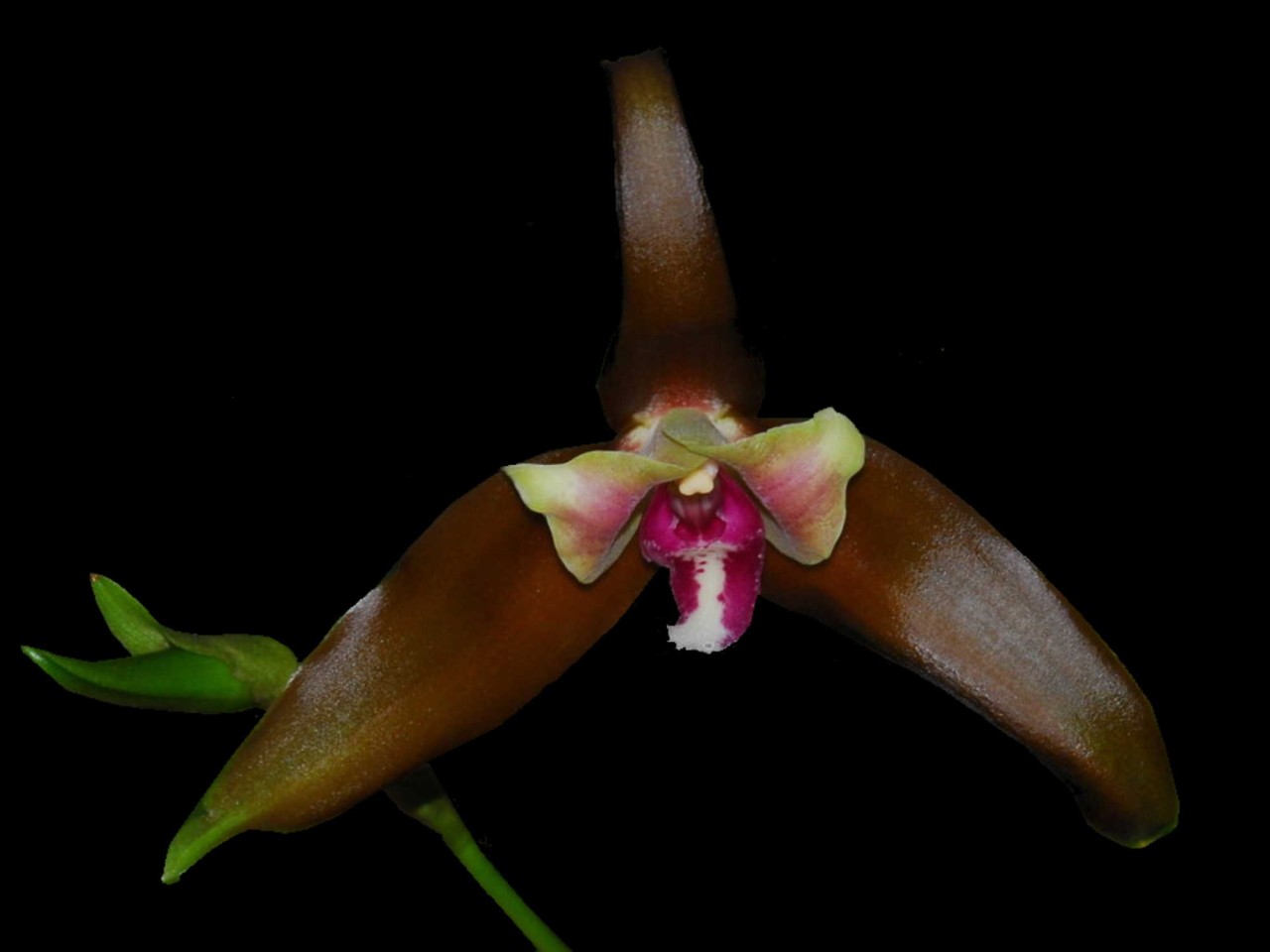 Lycaste schilleriana var. Piincelada