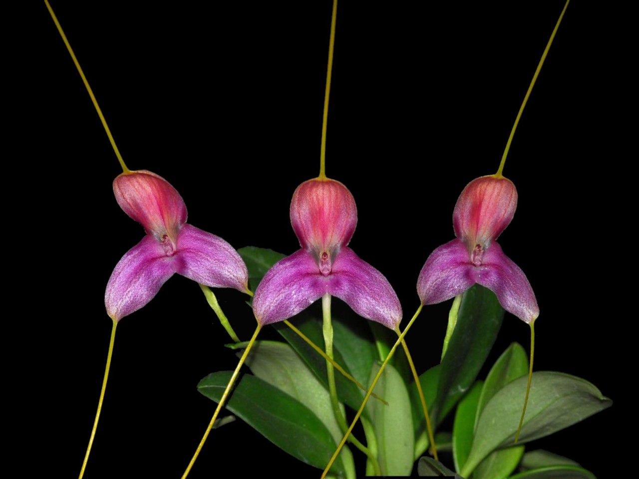 Masdevallia caudata 'Gigi'