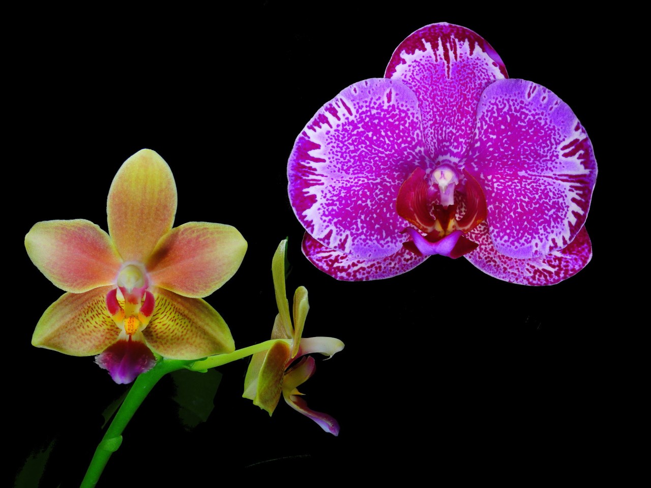 Phal. (Little Kolibri x Taiwan Red Cat) OP