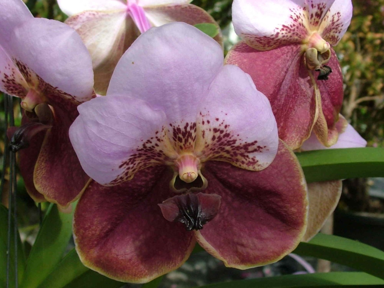 Vanda sanderiana