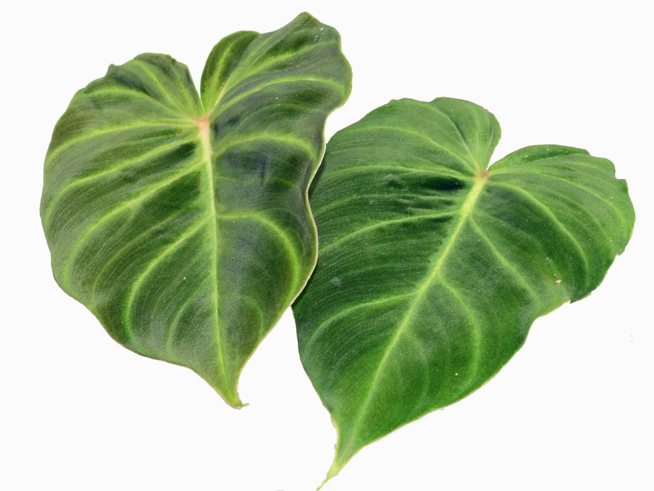 Philodendron verrucosum 'Rojo'