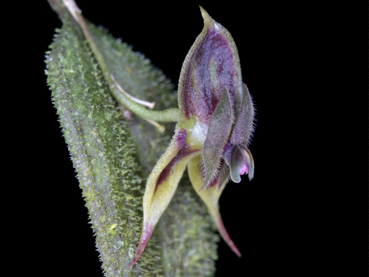 Lepanthes dodsonii