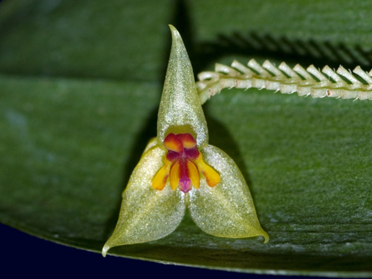 Lepanthes auriculata