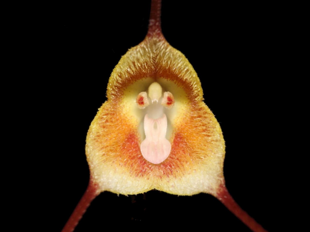 Dracula agnosia (aka Dracula olmosii)