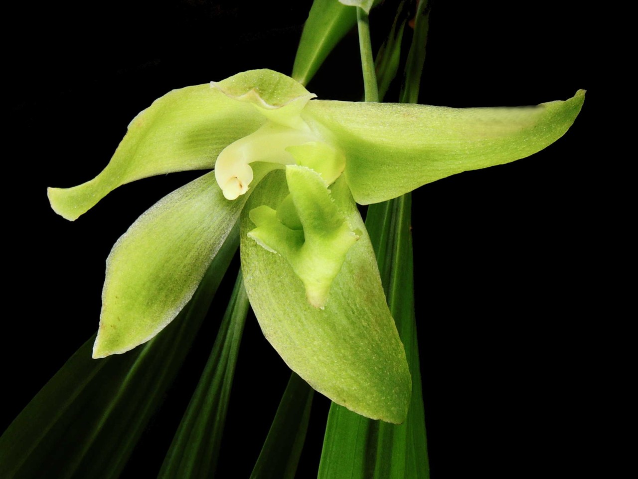 Lycaste dyeriana