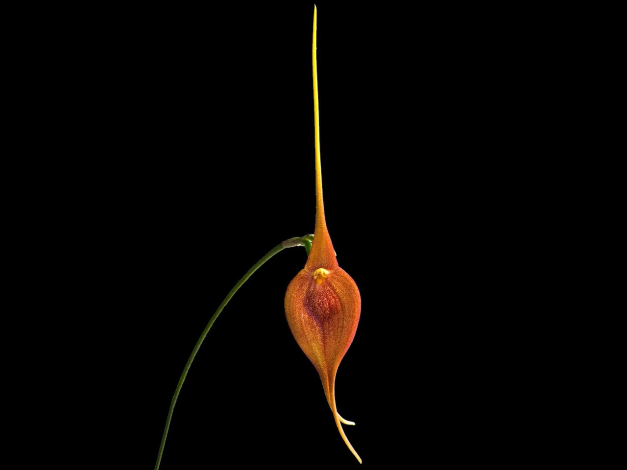 Masdevallia ayabacana