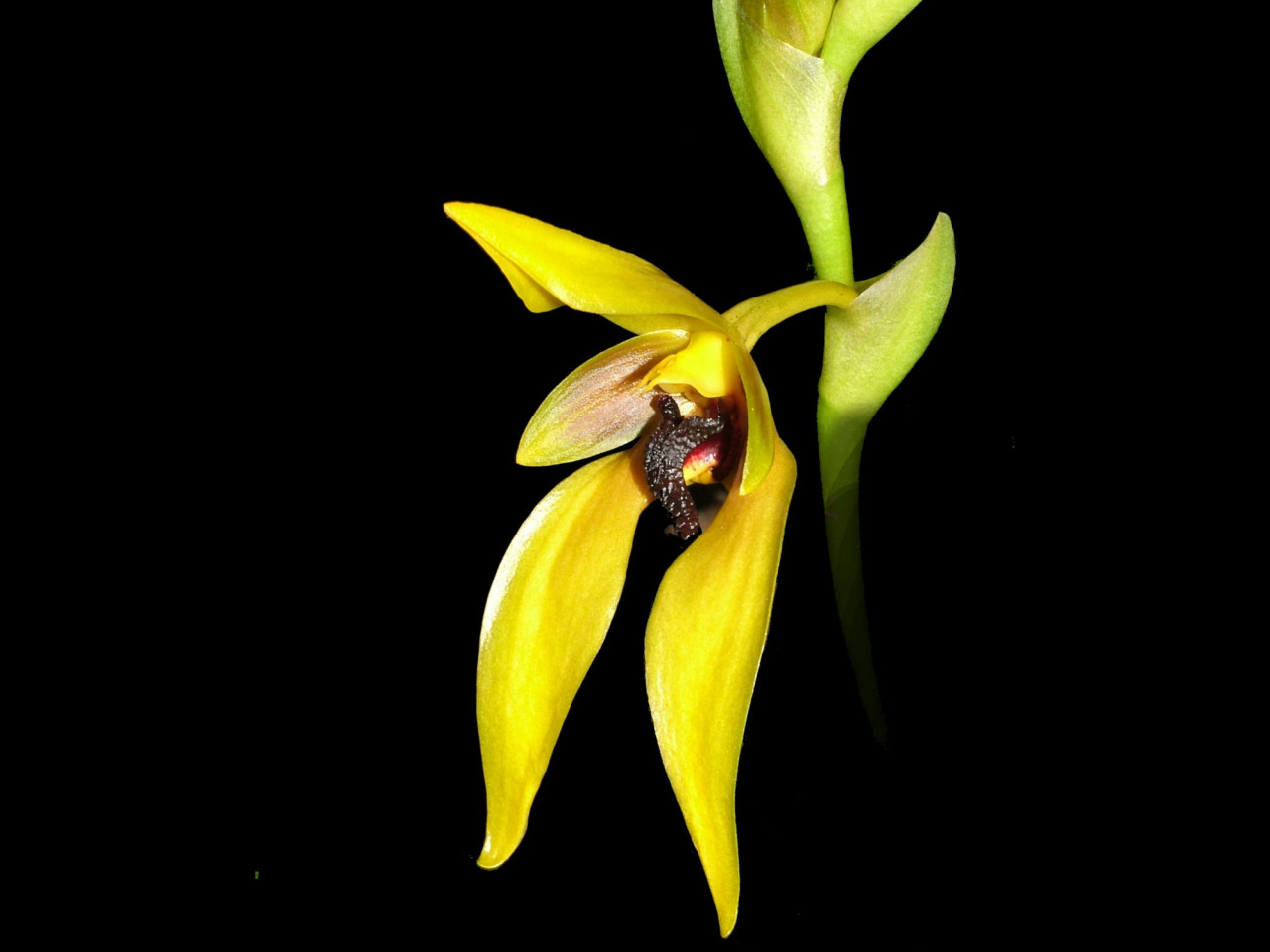 Bulbophyllum carunculatum