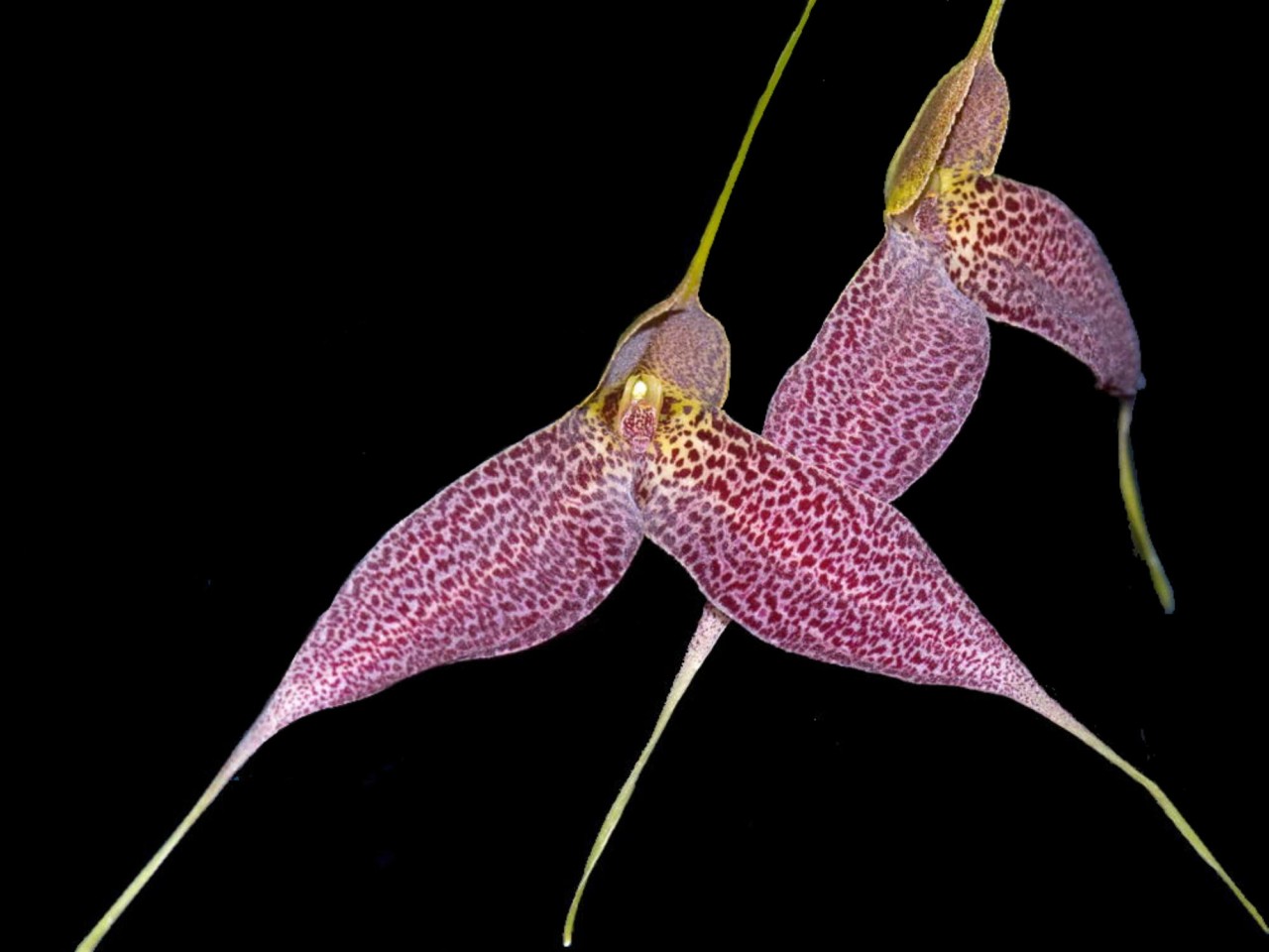 Masdevallia decumana