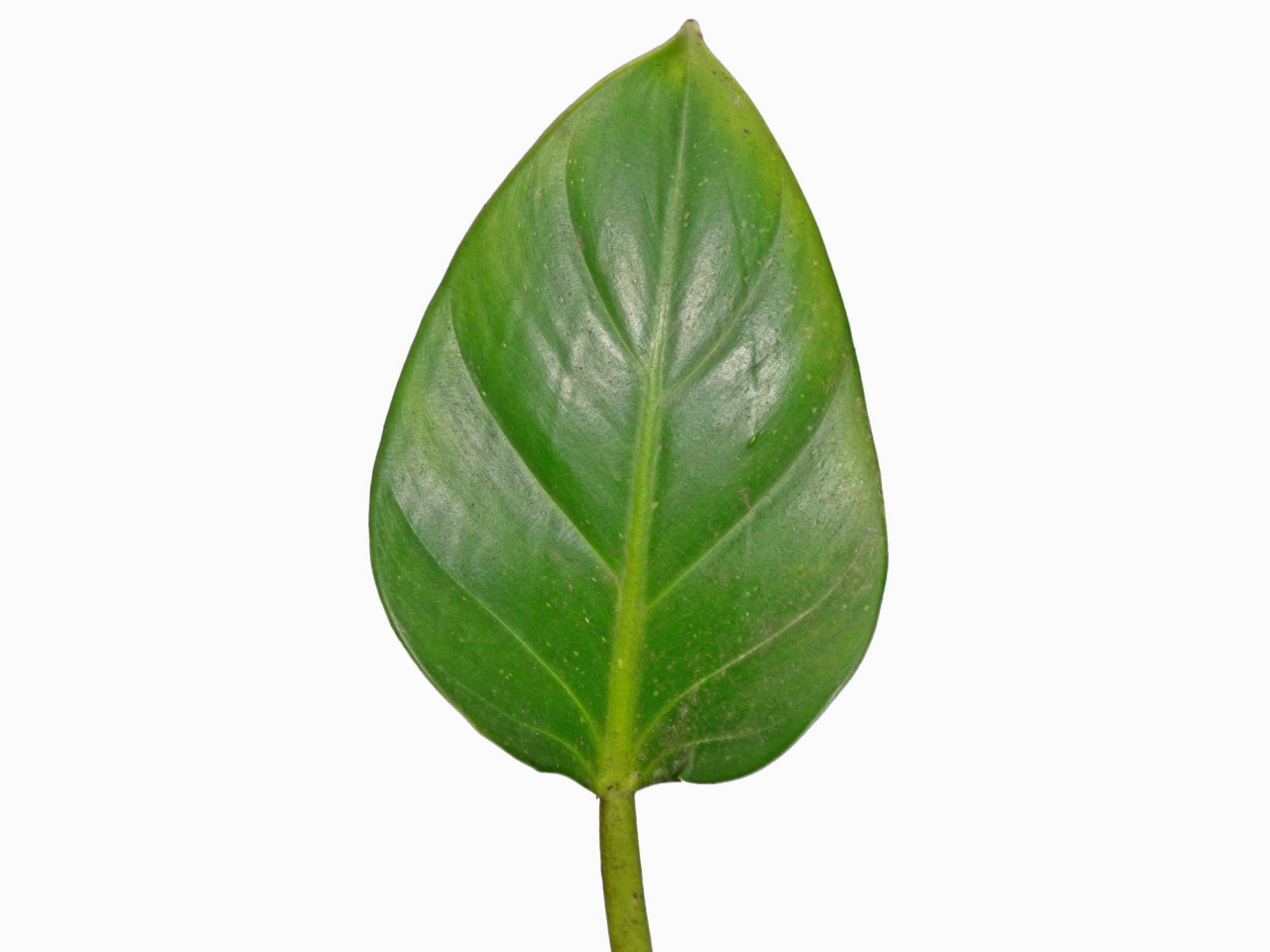 Philodendron attenuatum